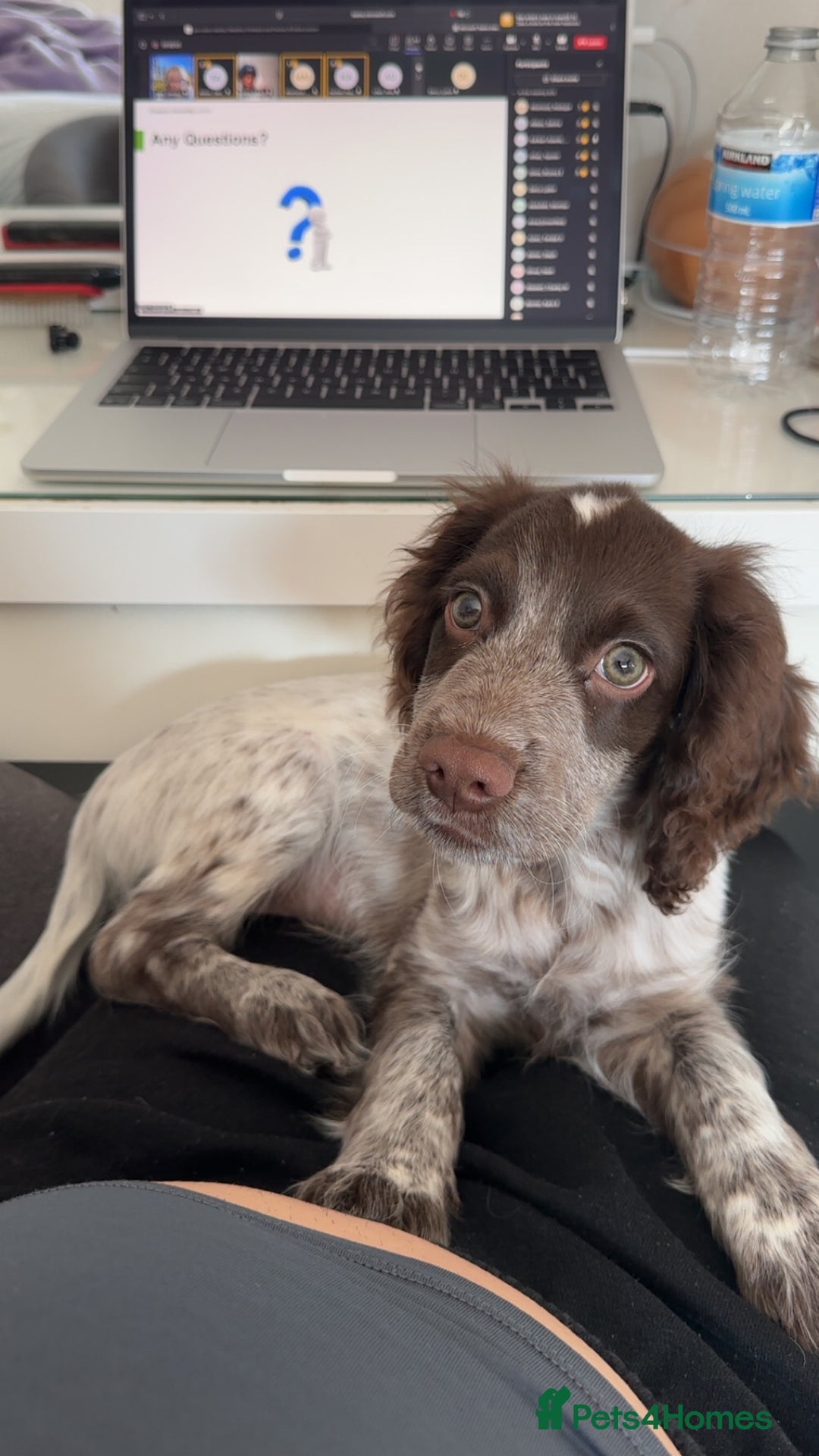 Cocker Spaniel dogs for sale: Sadly having to re-home my 5 month old puppy - Advert 6