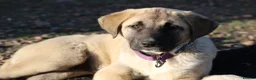 Anatolian Shepherd dogs for sale: Anatolian Shepherd Pups - KC Registered in Carluke - Advert 9