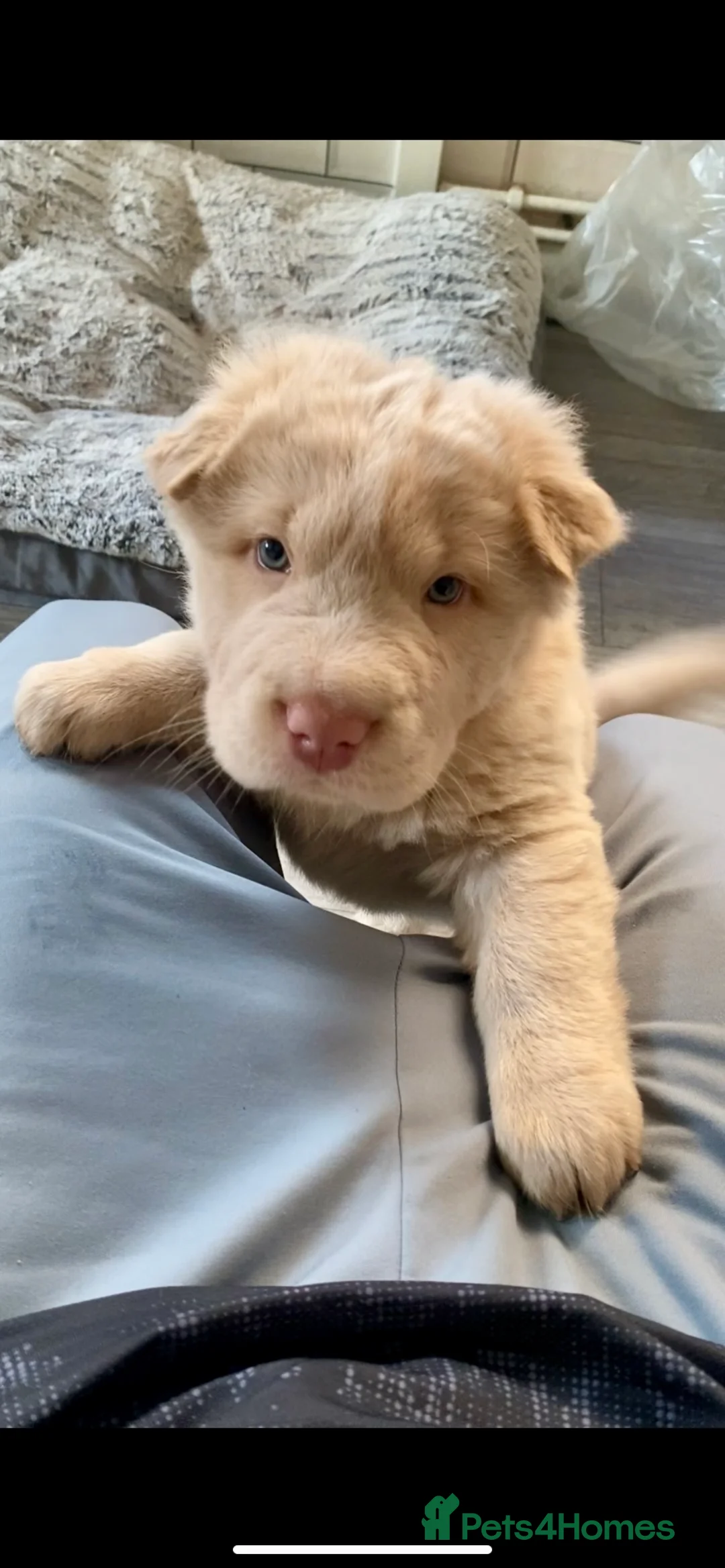 Shar Pei dogs for sale: ✨🐾 Cream Bear Coat Shar Pei Girl Available 🐾✨ - Advert 6