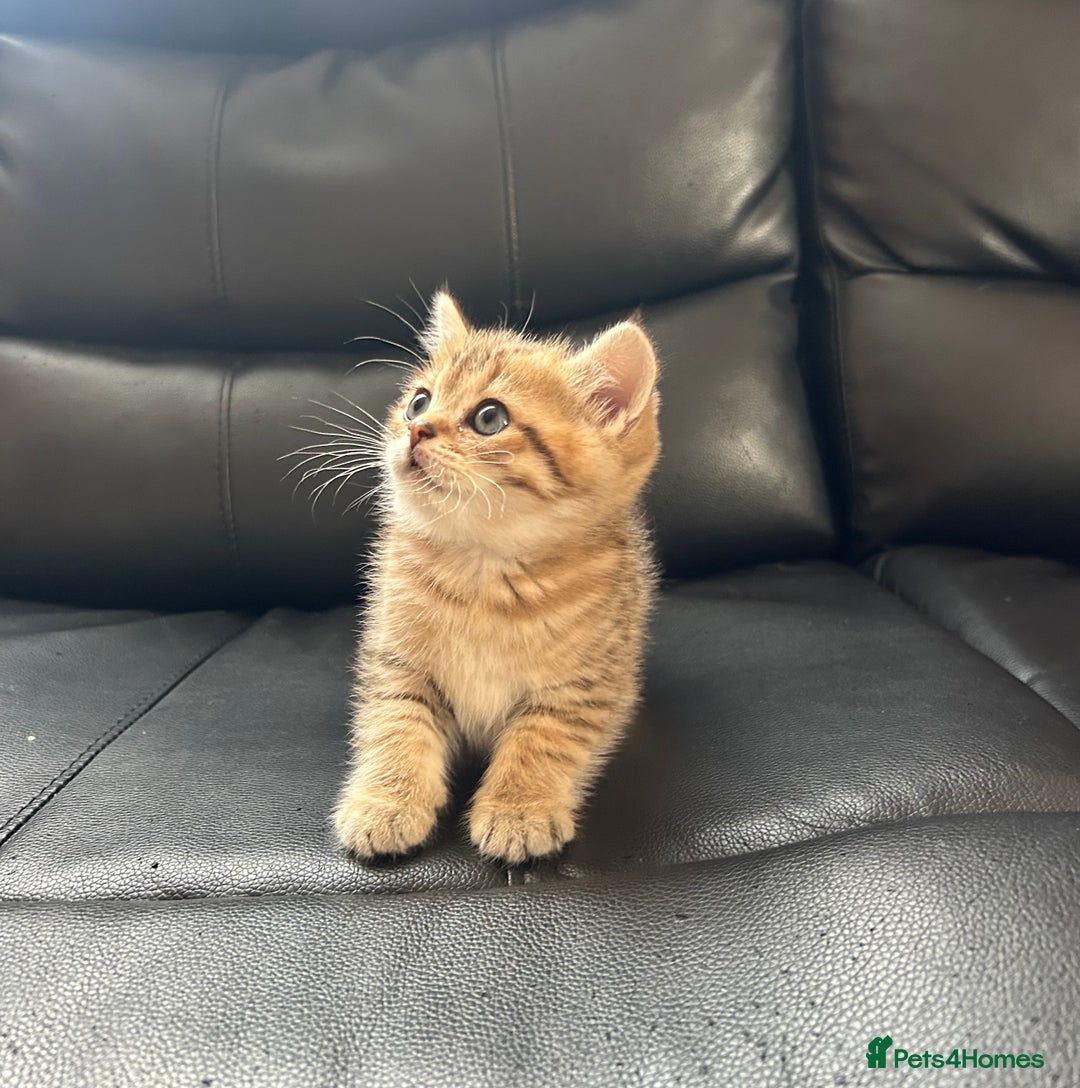 British Shorthair cats for sale: British shorthair chocolate and silver pointed  - Advert 10