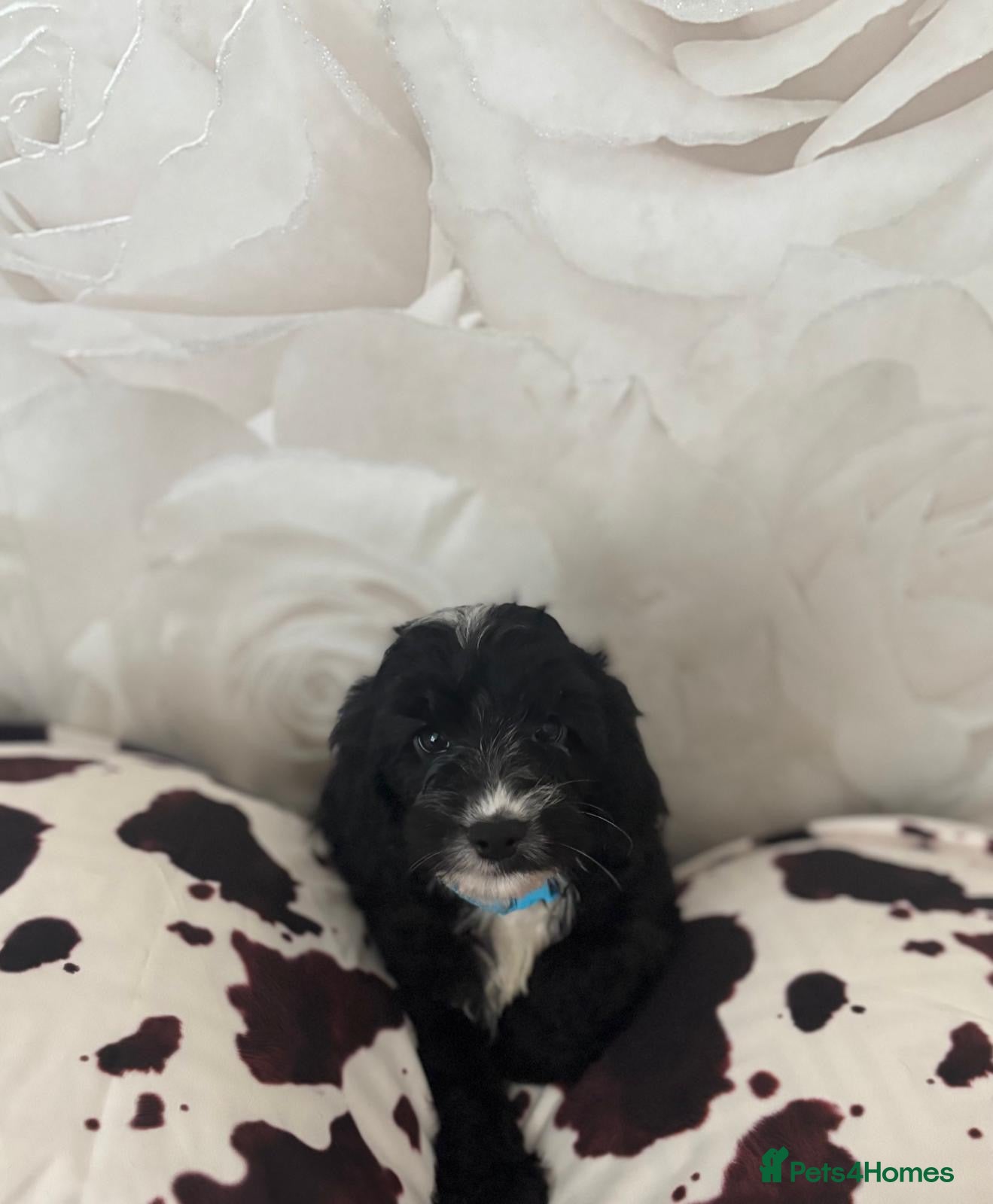 Cockapoo dogs F1 cockapoos ready now 🐶🩵❤️ - Advert 13