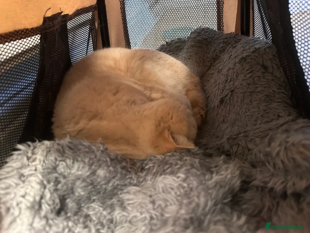 British Shorthair cats for sale: Custard Cream cat  - Advert 5