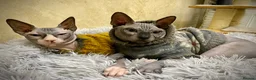 Sphynx cats for sale: Rehoming of Incredibly Bonded Trio of Sphynx Cats - Advert 6