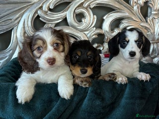 Dachshund dogs 5 star licensed breeder - Advert 6