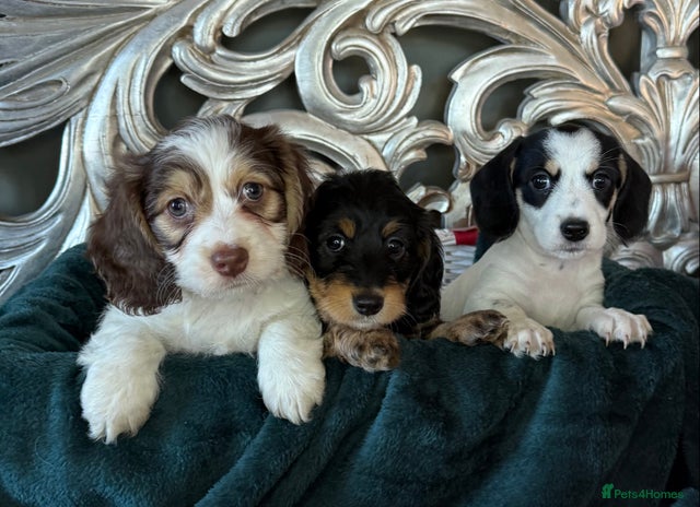 Dachshund dogs 5 star licensed breeder - Advert 1