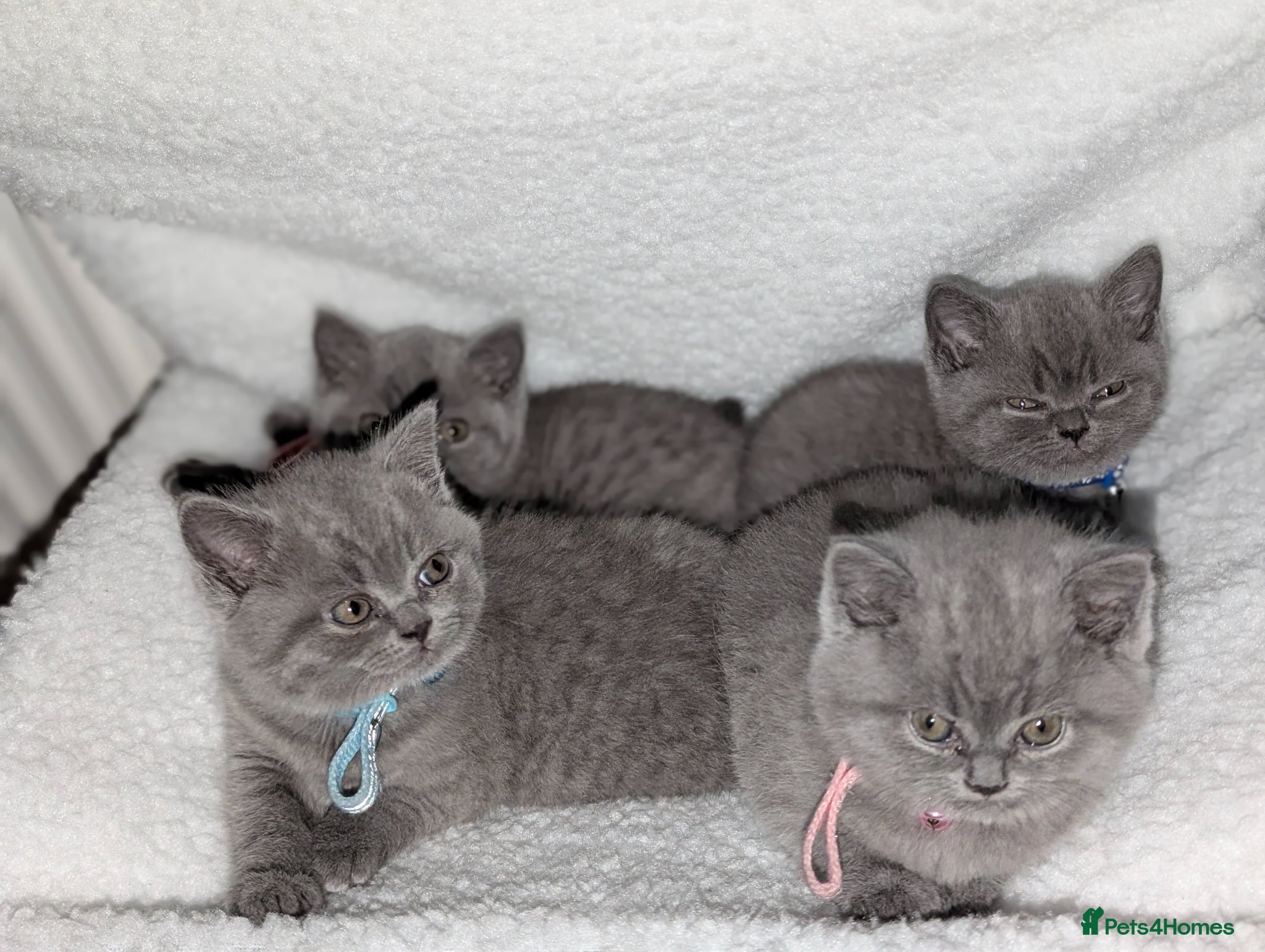 British Shorthair cats for sale: Full Pedigree British ShortHair  - Advert 1