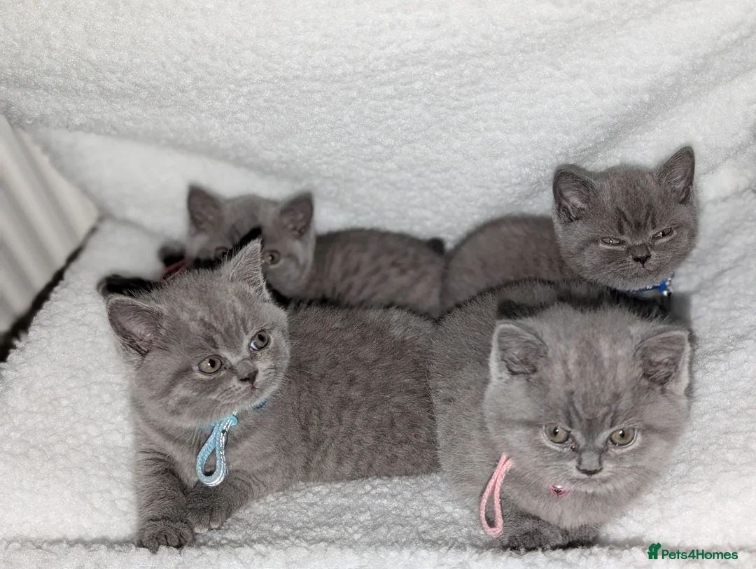 British Shorthair cats for sale: Full Pedigree British ShortHair  in York - Advert 1