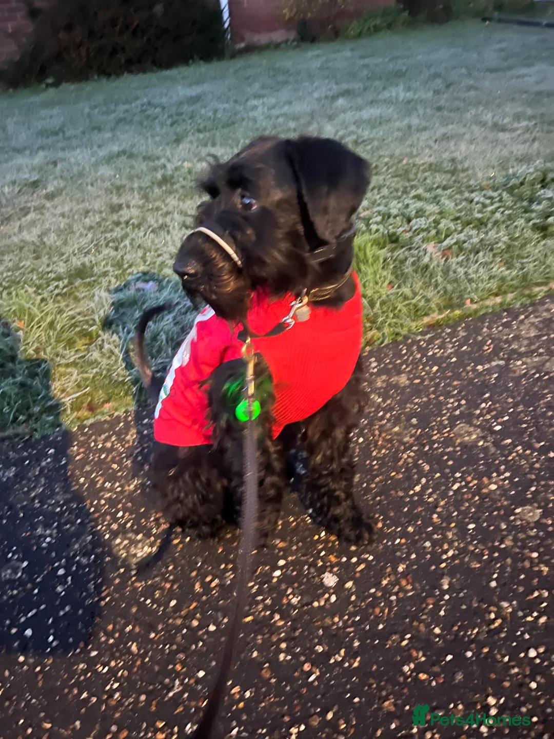 Schnauzer dogs for sale: Standard schnauzer aged 2 1/2 Boy  - Advert 13