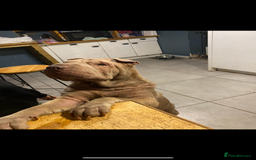 Shar Pei dogs for sale: Beautiful female shar-peis  - Image 8