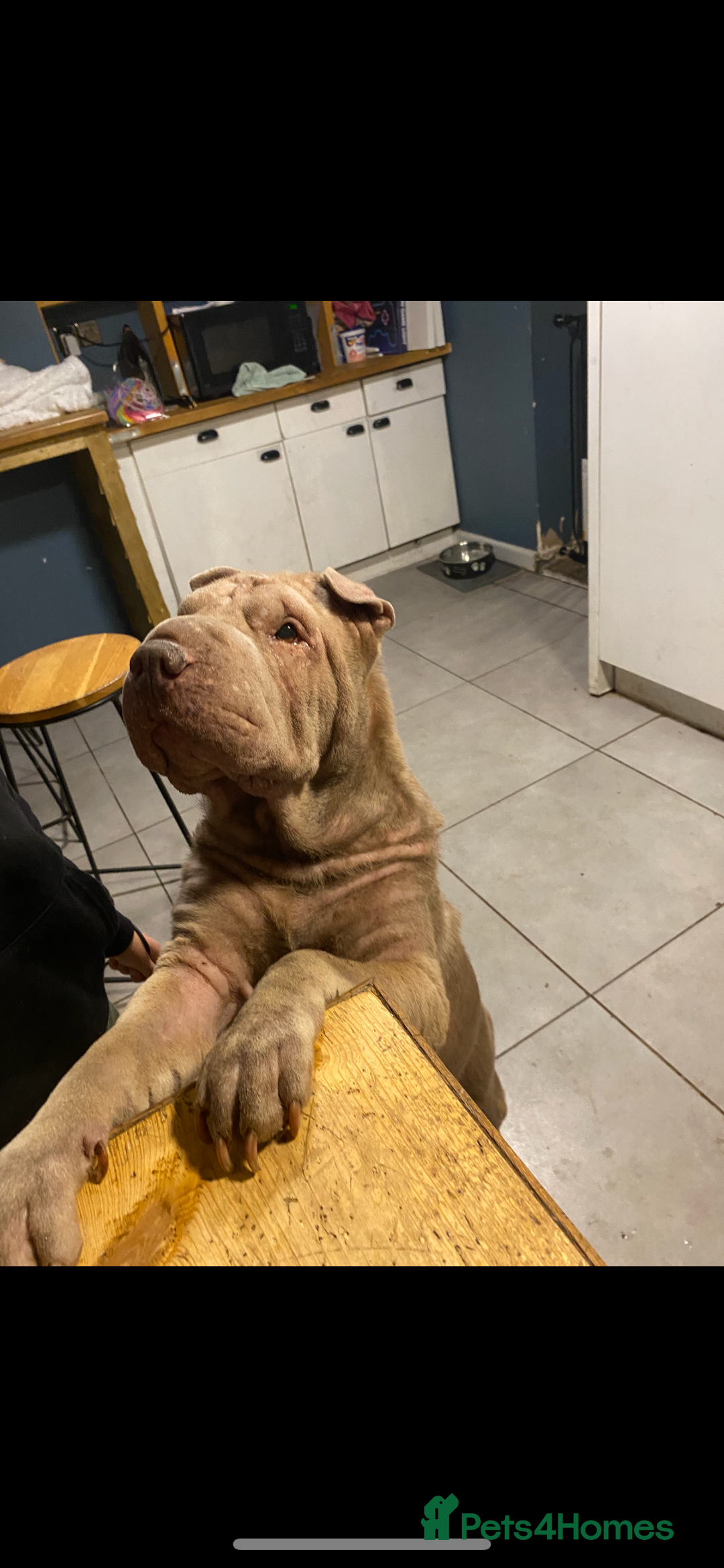 Shar Pei dogs for sale: Beautiful female shar-peis  - Image 8