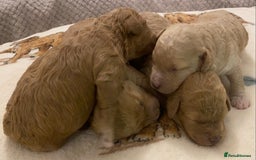 Cavapoo dogs for sale: Gorgeous Teddybear Cavapoo Puppies health checked  - Advert 7