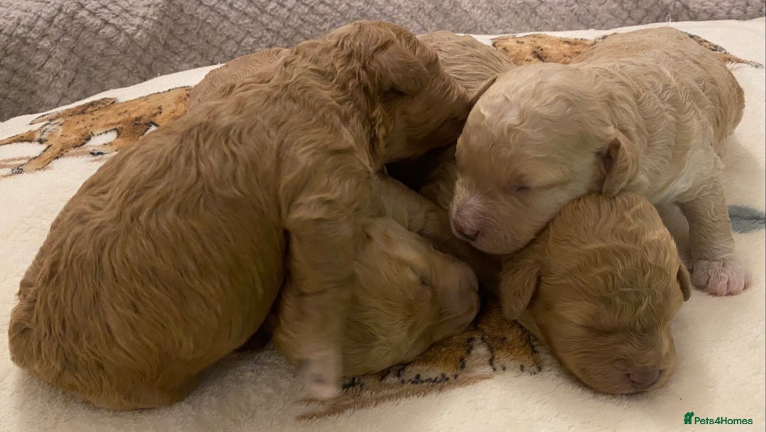 Cavapoo dogs for sale: Gorgeous Teddybear Cavapoo Puppies health checked  - Advert 7