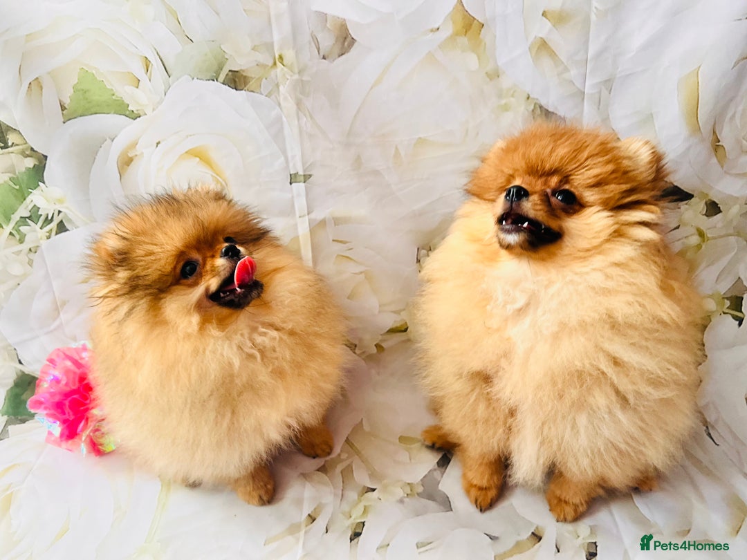 Pomeranian dogs for sale: 💗Last girl left! Royal Orange Pomeranian Pedigree - Image 11