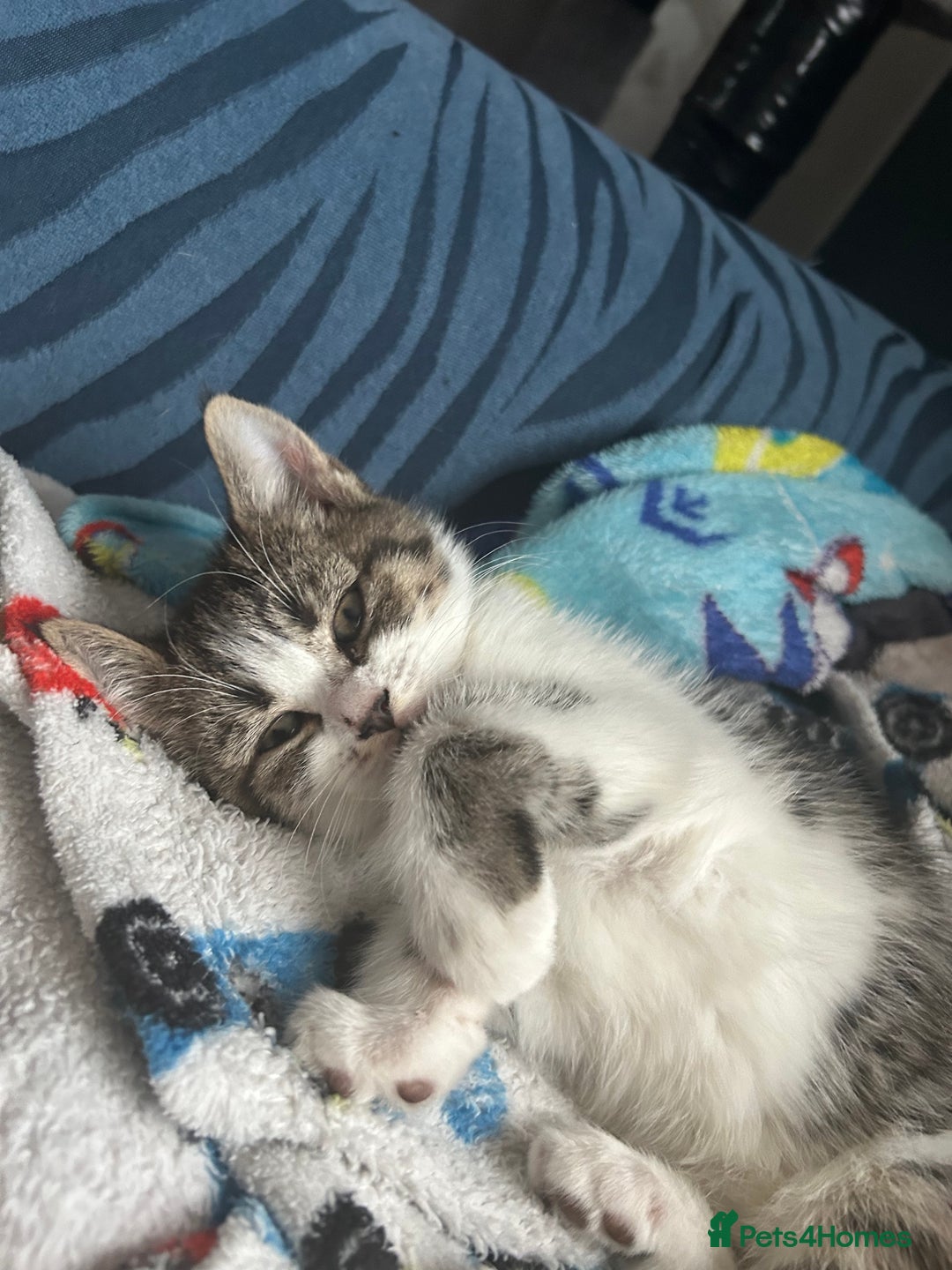 Mixed Breed cats for sale: Cheeky kittens - Advert 5