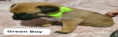 Belgian Shepherd Dog 7