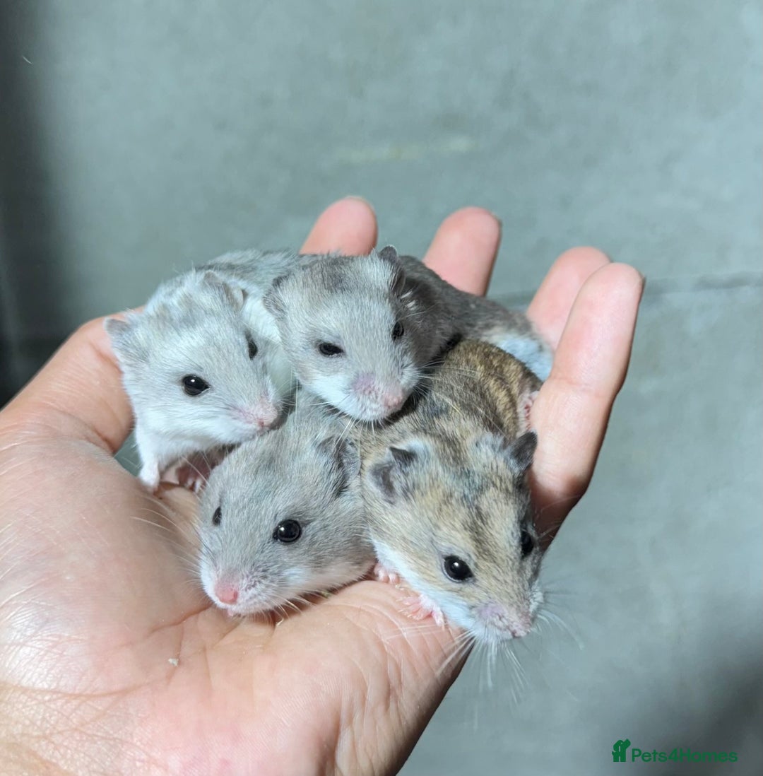 Hamster rodents for sale: STUNNING TAME PEDIGREE CHINESE HAMSTER PUPS in Orpington - Image 3