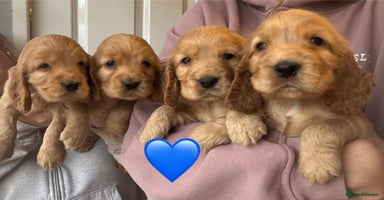 Cocker Spaniel dogs - Advert 16