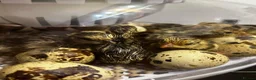 Quail poultry for sale: 12 Fresh Coturnix Quail hatching eggs  - Advert 8
