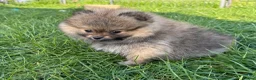 Pomeranian dogs for sale: Orange Sable Girl  - Advert 3