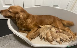 Cockapoo dogs for sale: Pra clear f1 cockpoo - Image 27