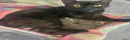 British Shorthair cats for sale: Beautiful British Shorthair Kittens  - Advert 5