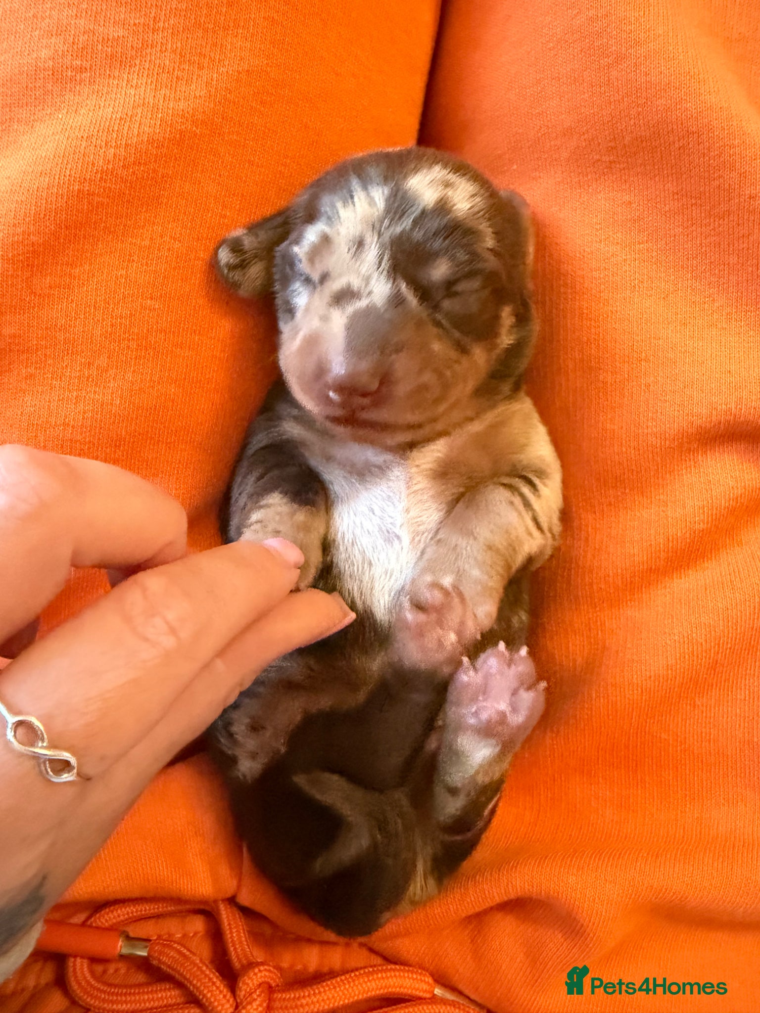 Miniature Dachshund dogs Tiny Kaninchen dachshunds  - Advert 1