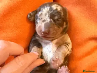 Miniature Dachshund dogs Tiny Kaninchen dachshunds - Advert 1