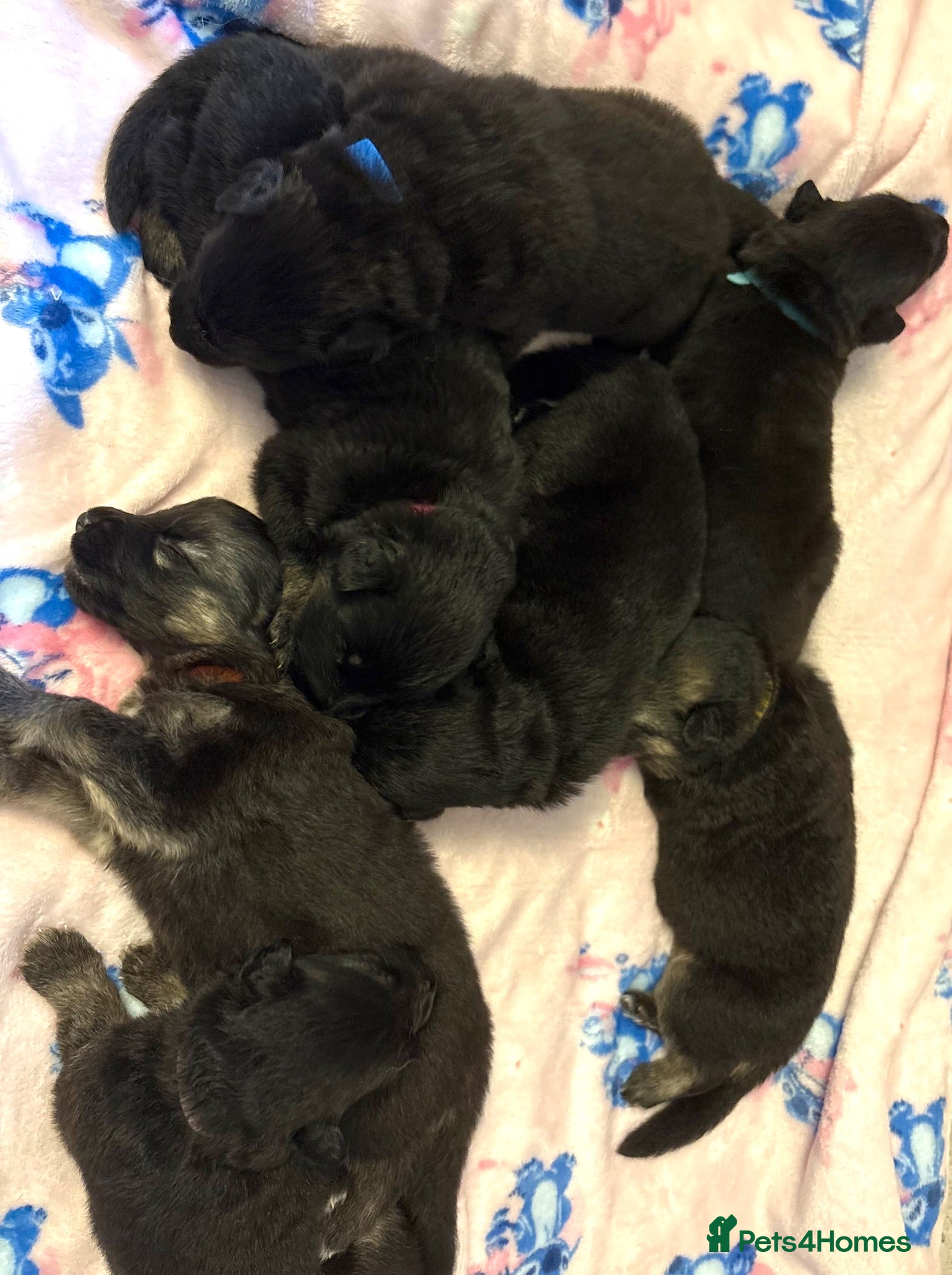 German Shepherd dogs German Shepard pups for sale - 2 boys 5 girls - Advert 1
