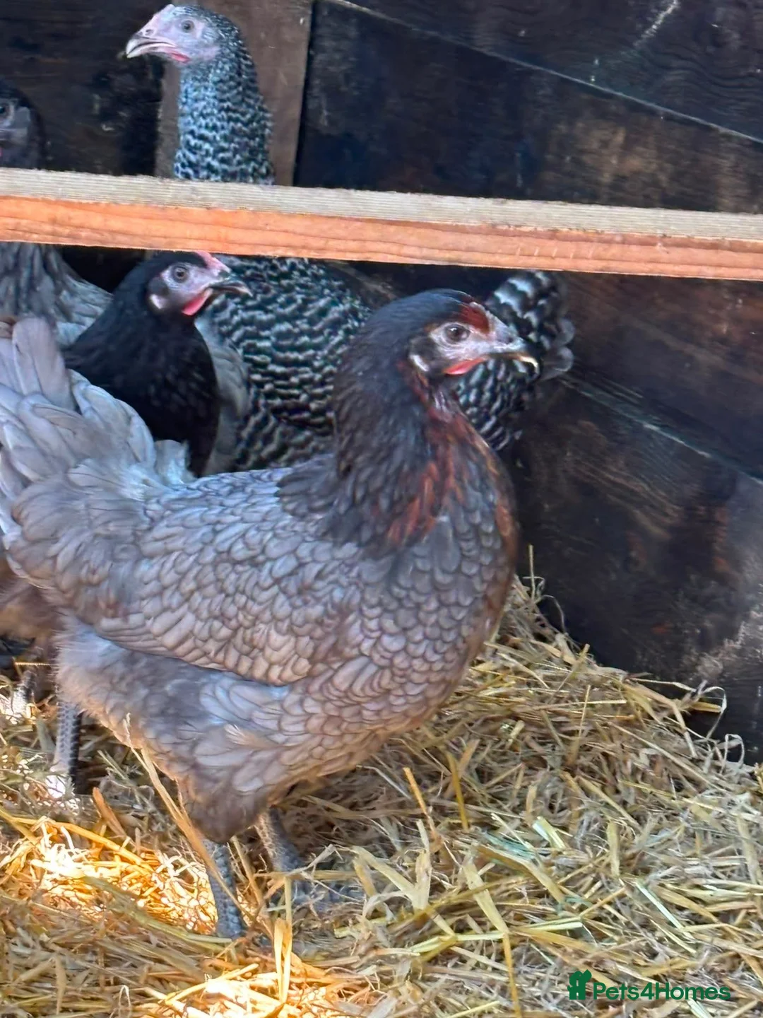 Chickens poultry for sale: RANGE OF POL HENS FOR SALE  in Derby - Advert 9
