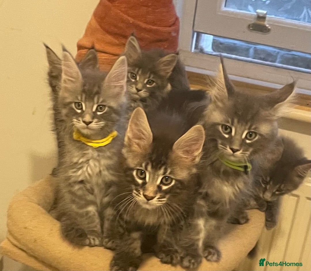 Maine Coon cats for sale: GCCF registered Maine Coon kittens  - Image 23