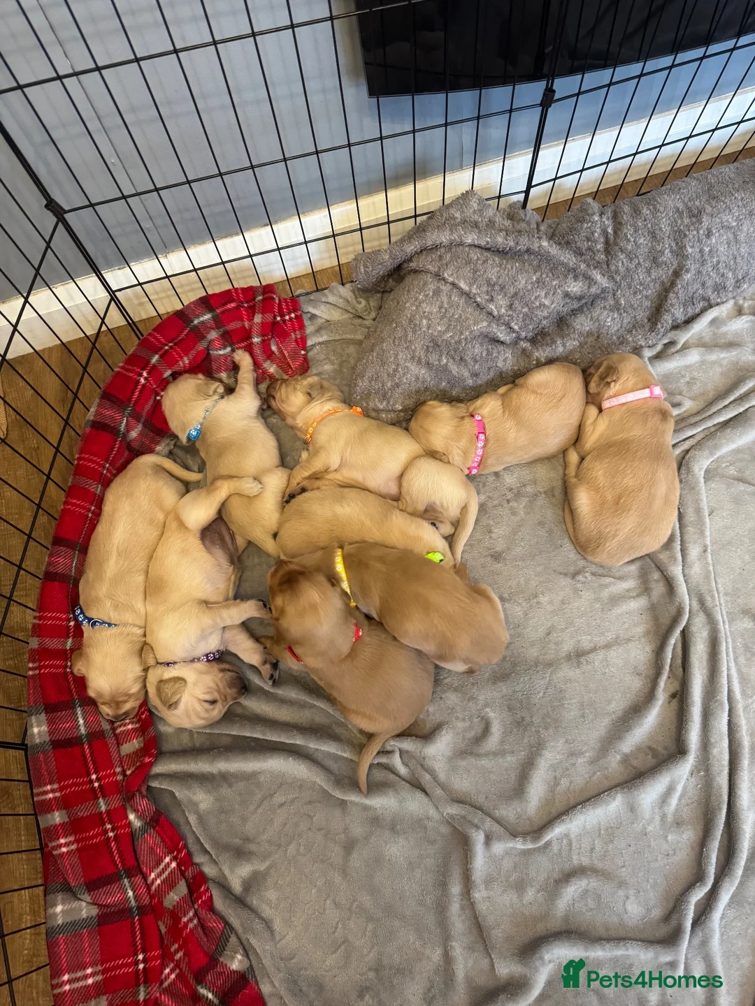 Golden Retriever dogs for sale: Golden retriever puppies  - Advert 11