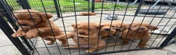 Labrador Retriever dogs for sale: KC registered fox red working line Labradors - Advert 3
