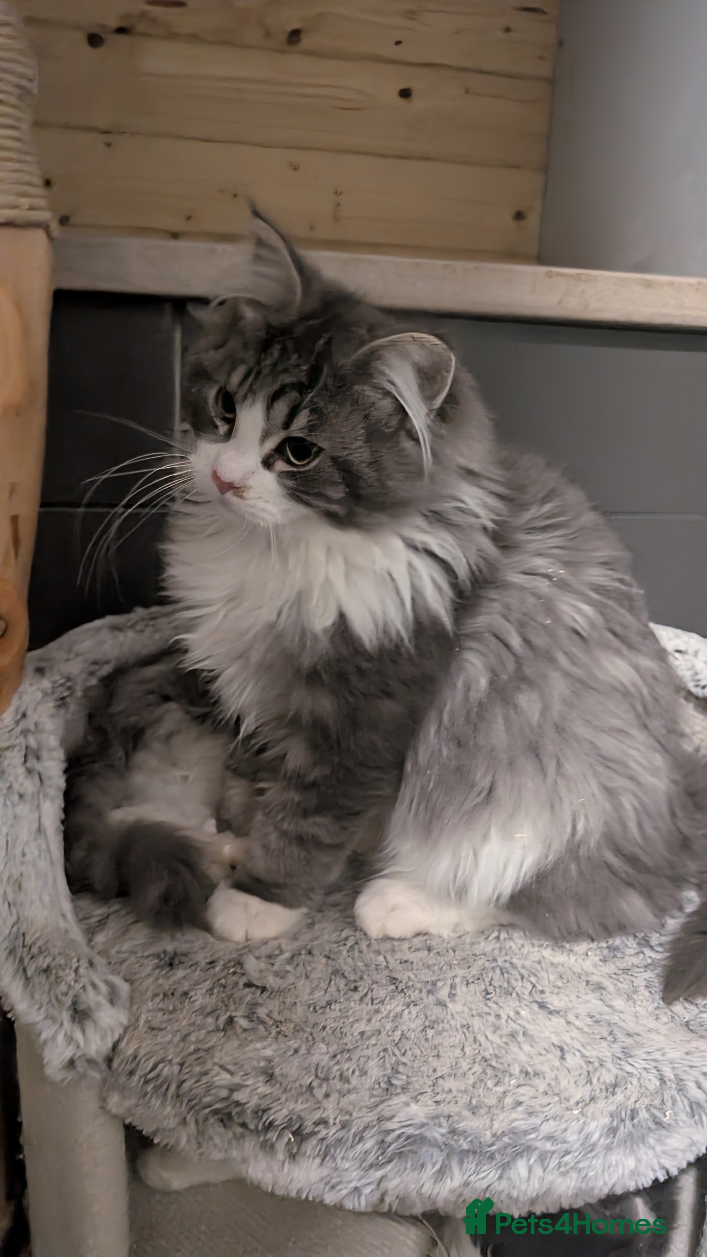 Maine Coon cats Maine Coon Pedigree kittens - Advert 3