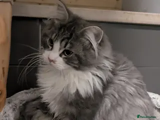 Maine Coon cats Maine Coon Pedigree kittens - Advert 6