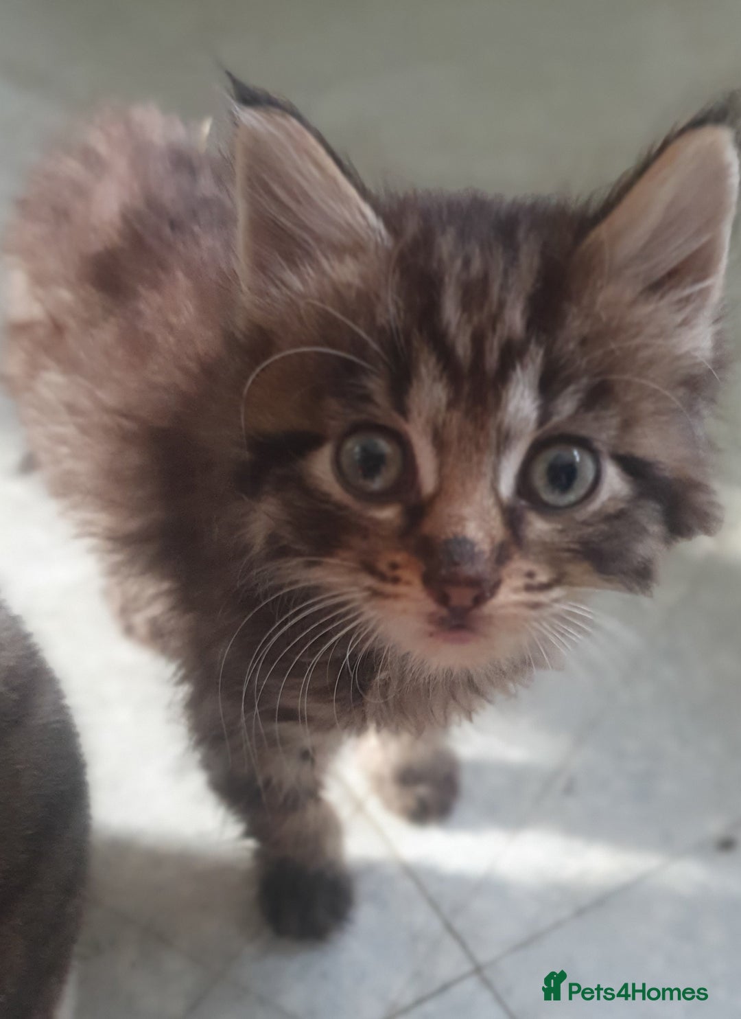 Mixed Breed cats for sale: 2 female bengal cross kittens  - Image 1