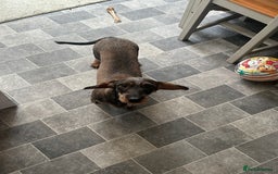 Dachshund dogs for sale: Teckel Dachshund for rehoming - Advert 6