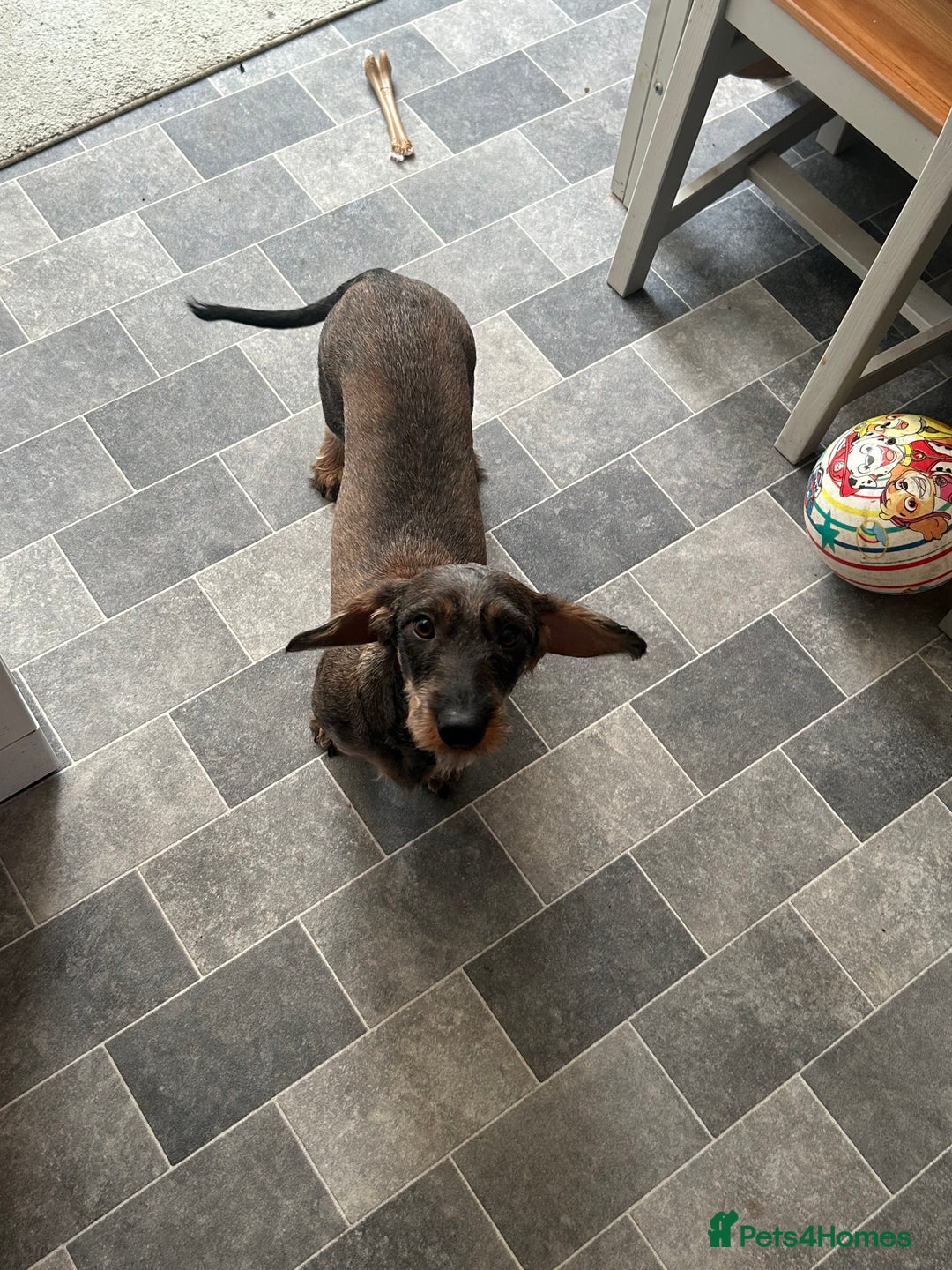 Dachshund dogs for sale: Teckel Dachshund for rehoming - Advert 6