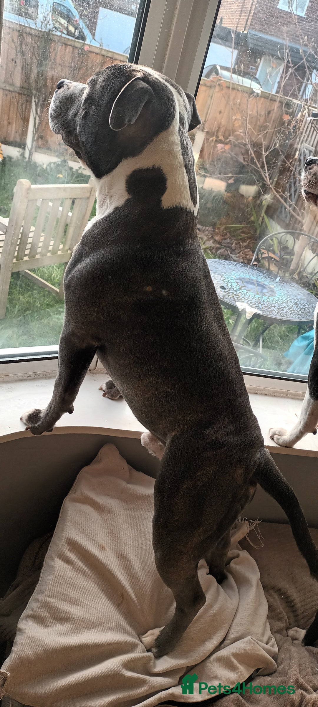 Staffordshire Bull Terrier dogs for stud: 'Blu' our handsome boy looking to Stud - Advert 2