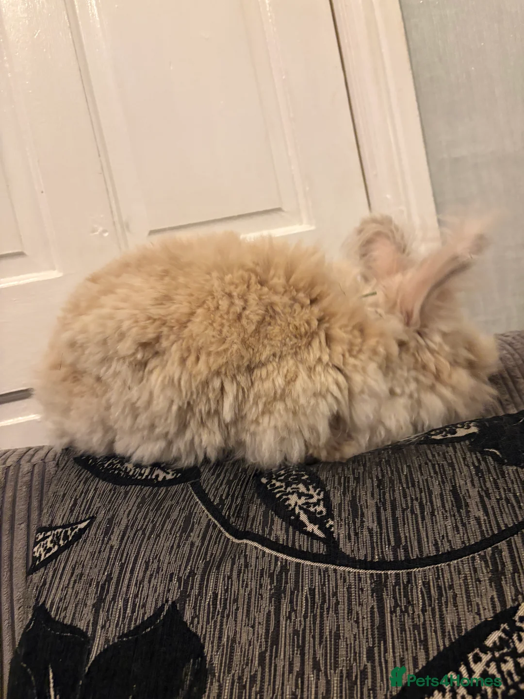 Mini Lion Lop rabbits for sale: Adult bunny rabbits 3 available  - Advert 12