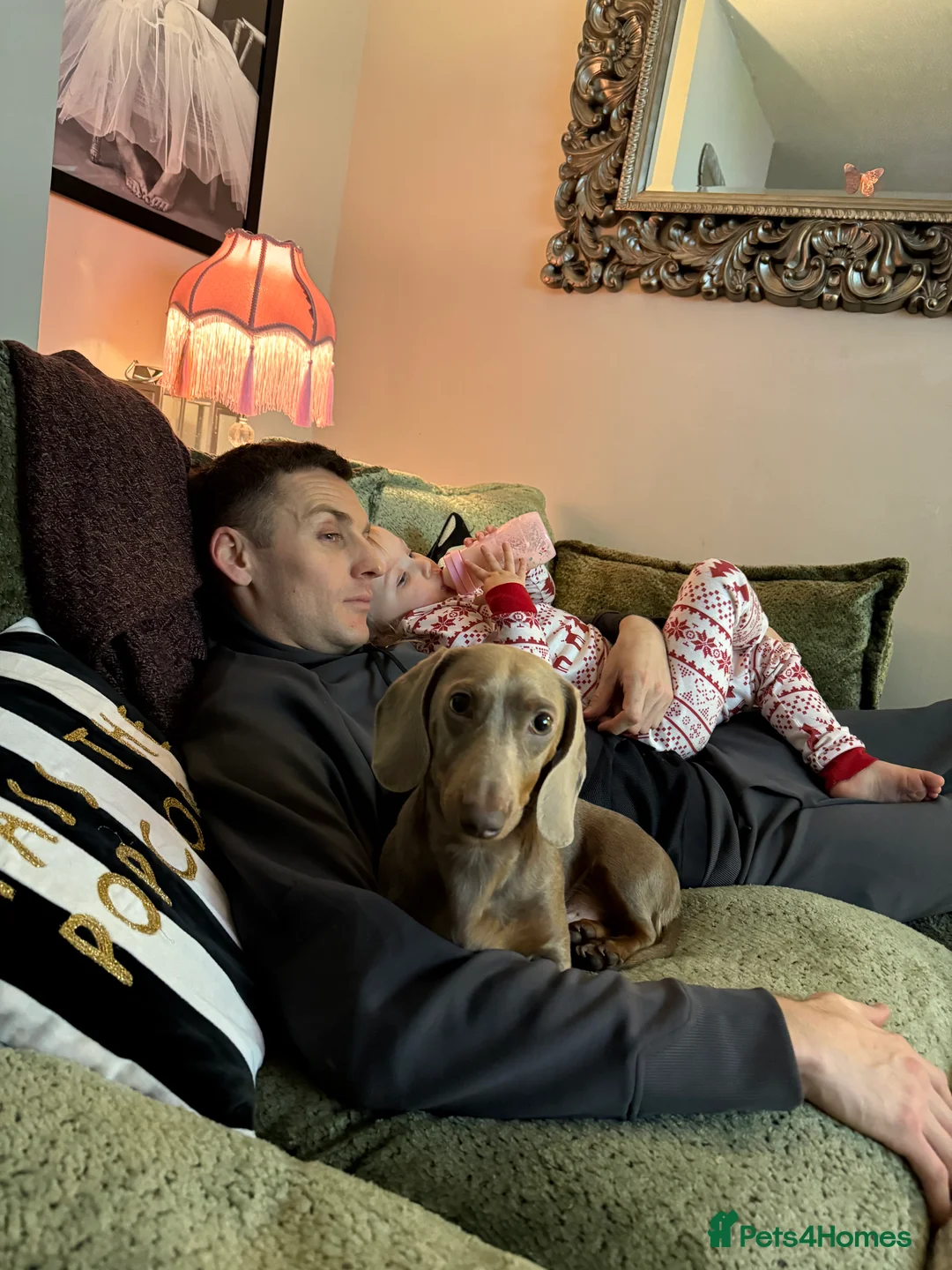 Dachshund dogs for sale: Chilli the sausage dog (dachshund) in Chester - Advert 6