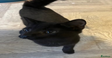 Mixed Breed cats - Advert 9