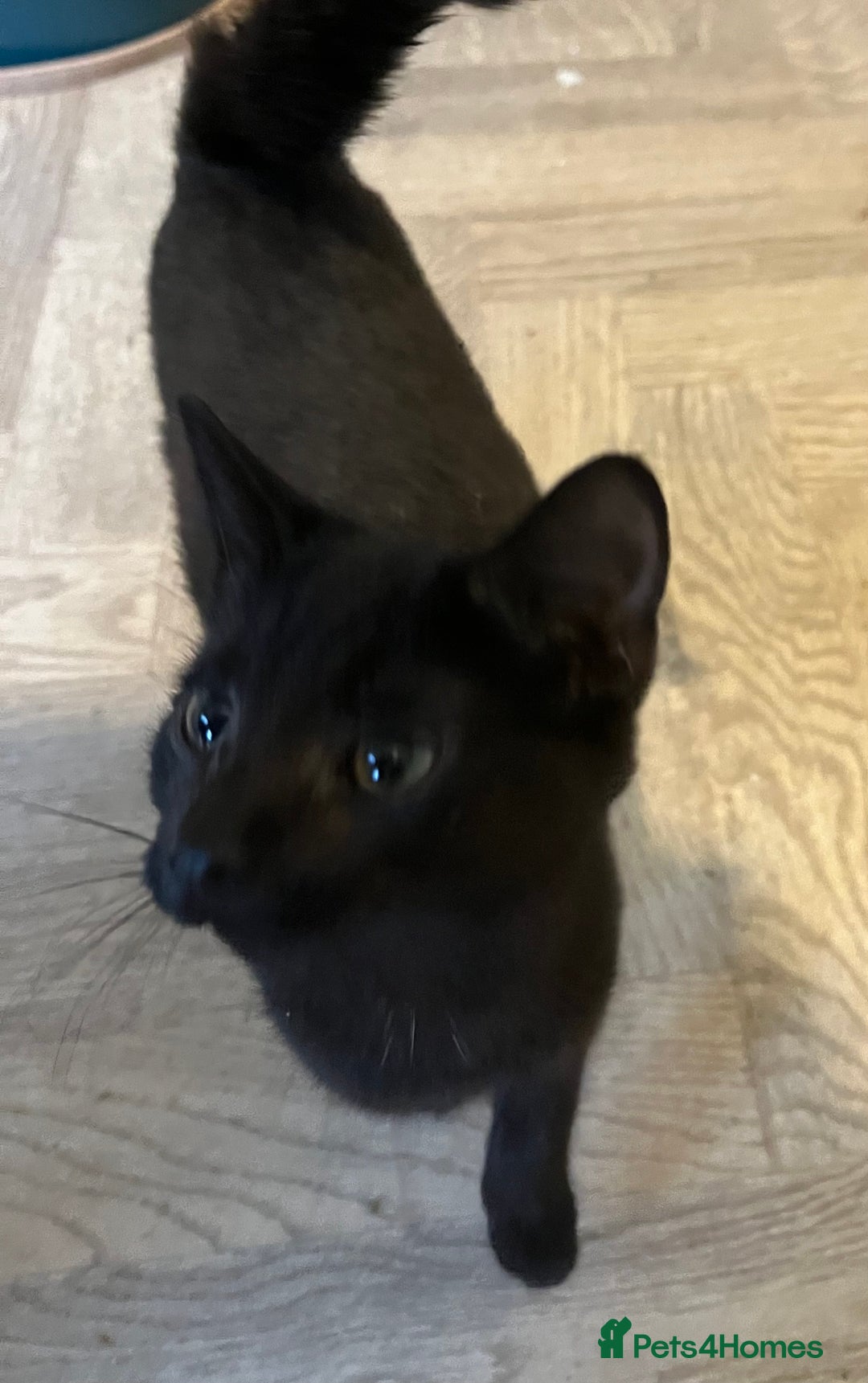 Mixed Breed cats for sale: Black / Tabby kittens - Image 3