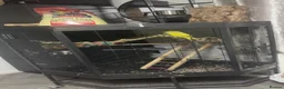 Ringnecks birds for sale: Pied Indian ringneck  - Advert 4