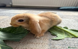 Mini Lion Lop rabbits for sale: Mini lion lop babies  - Image 14