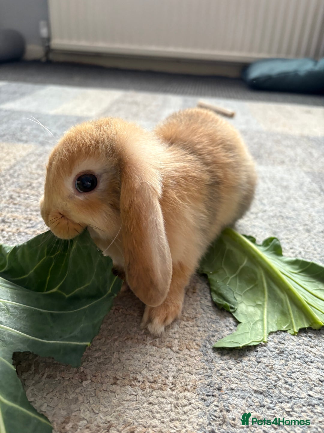 Mini Lion Lop rabbits for sale: Mini lion lop babies  - Image 14