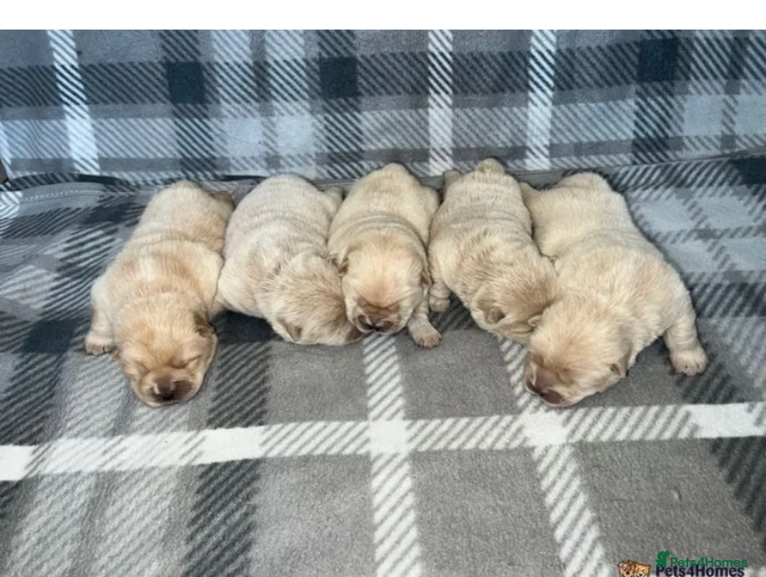 Chow Chow dogs for stud: Top Rainbow producer champion choc&blue carrier  in Cheltenham - Advert 19