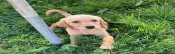 Labrador Retriever dogs for sale: 6 Labrador puppies  - Advert 3