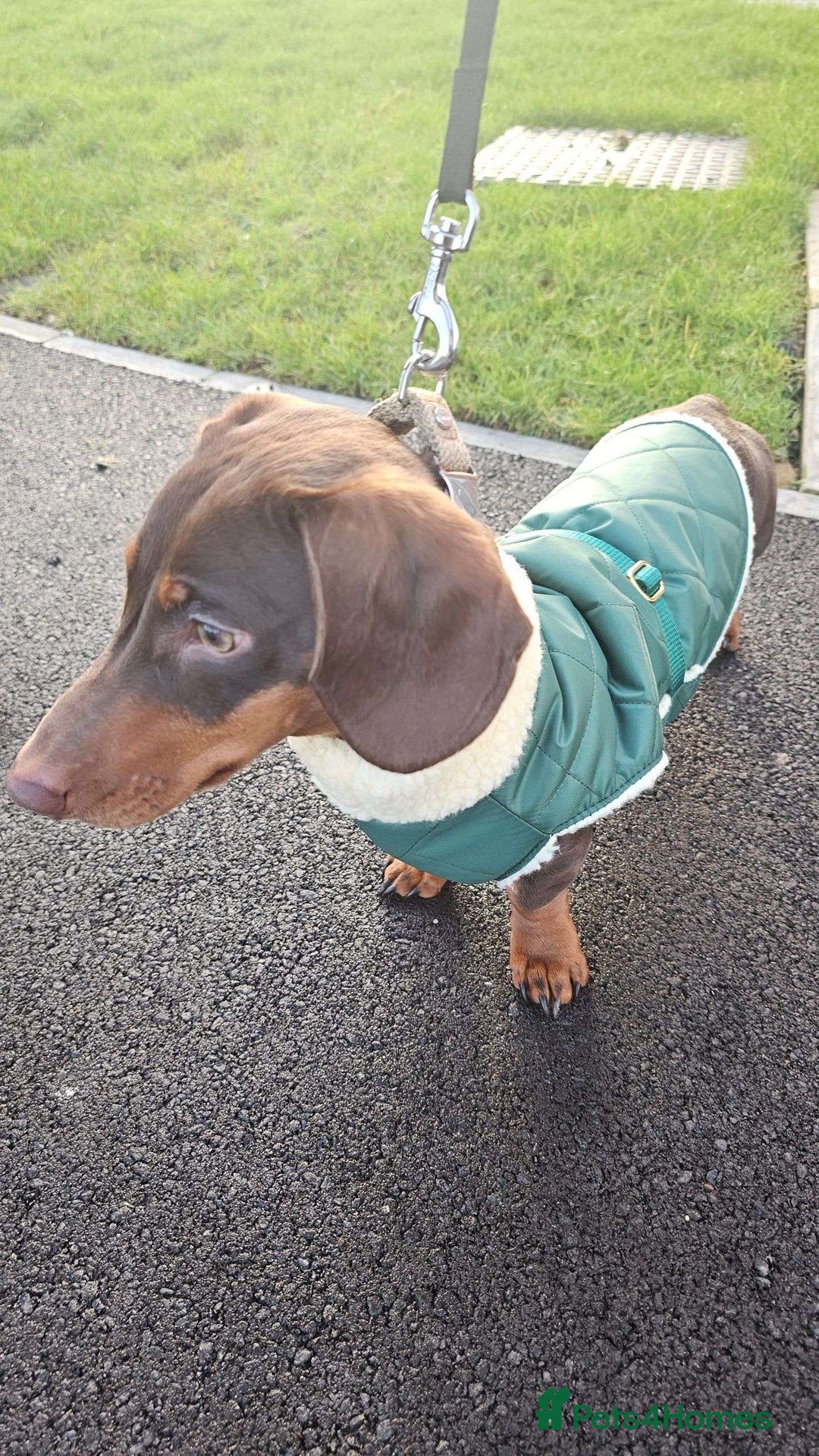 Miniature Dachshund dogs for stud: Chocolate and tan miniature dacshund for stud - Advert 2