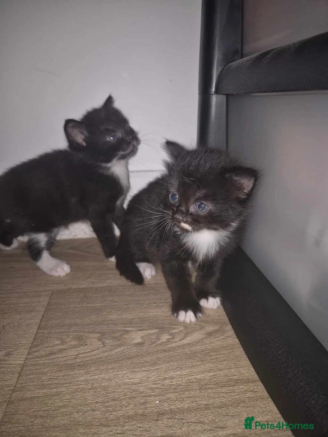 Mixed Breed cats for sale: Kittens - Advert 5