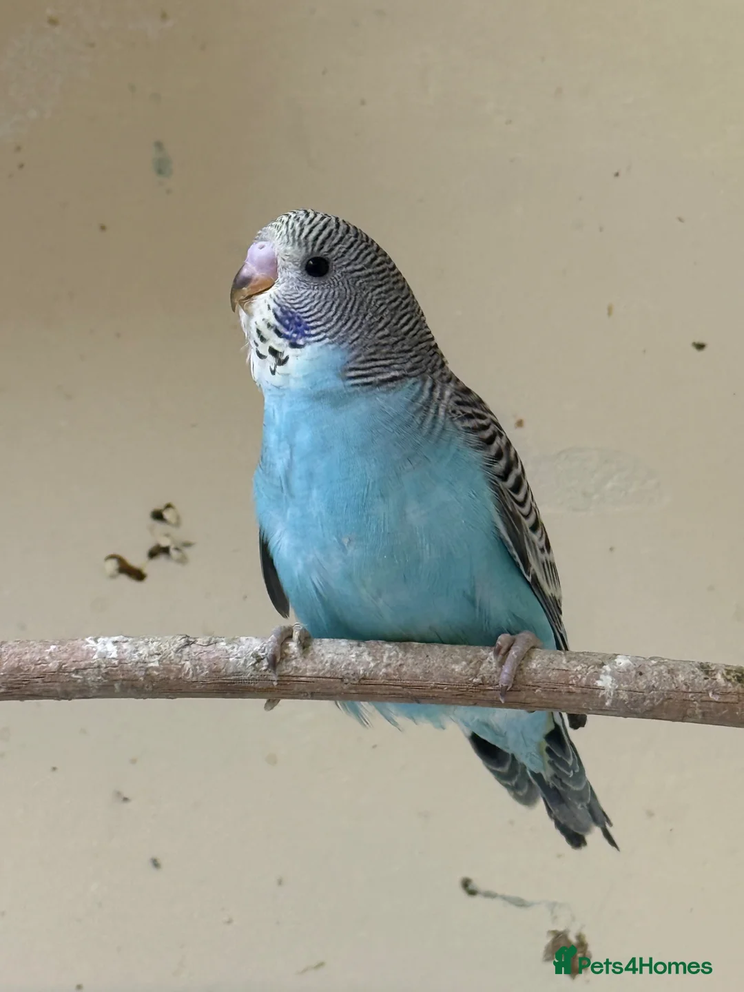 Budgerigars birds for sale: Budgies in London - Advert 6